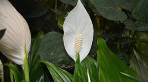 peace lily